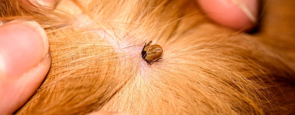 Ticks On Dogs — Symptoms, Removal, Treatment & Prevention