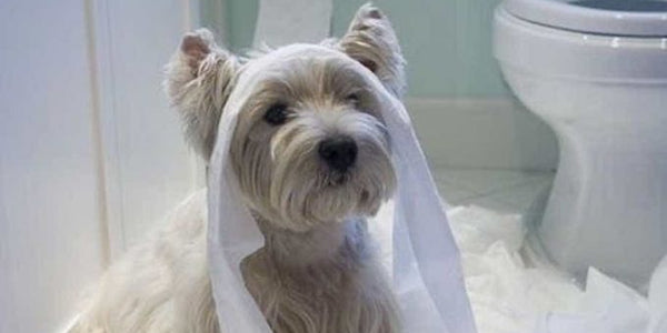 How To Toilet Train Your Dog: Helpful Tips To Housebreak Your Canine Friend