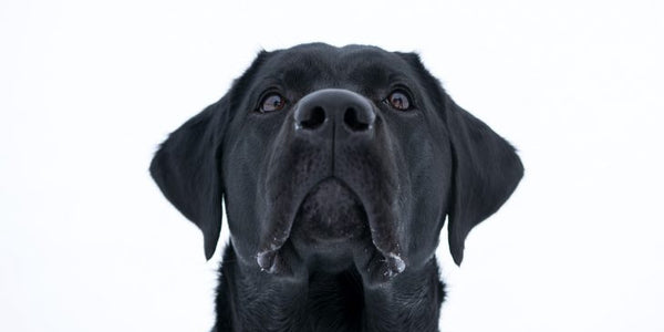 Understanding Your Dog  – How to Better Understand Your Dog’s Body Language