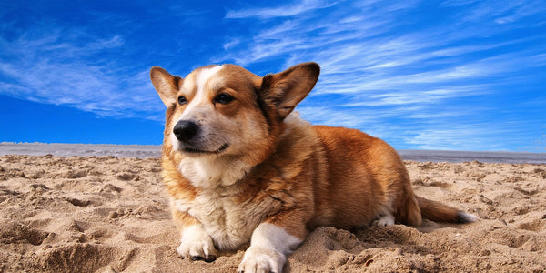 Introduction To Dog Breeds – Corgis