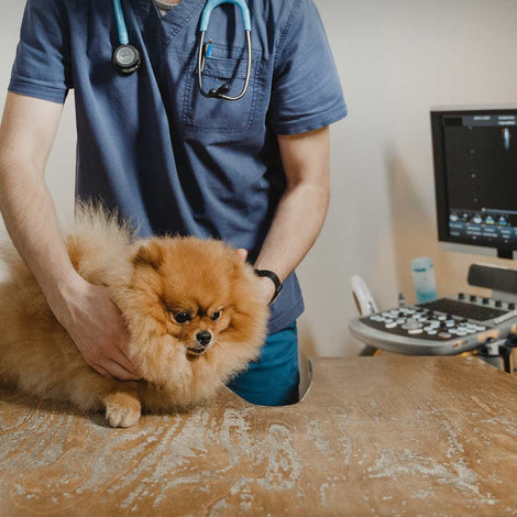 Pawlyclinic — Say Goodbye To Vet Anxiety