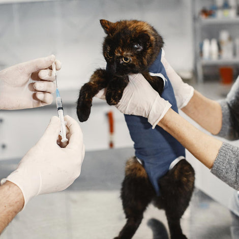 What Makes Pawlyclinic Different?