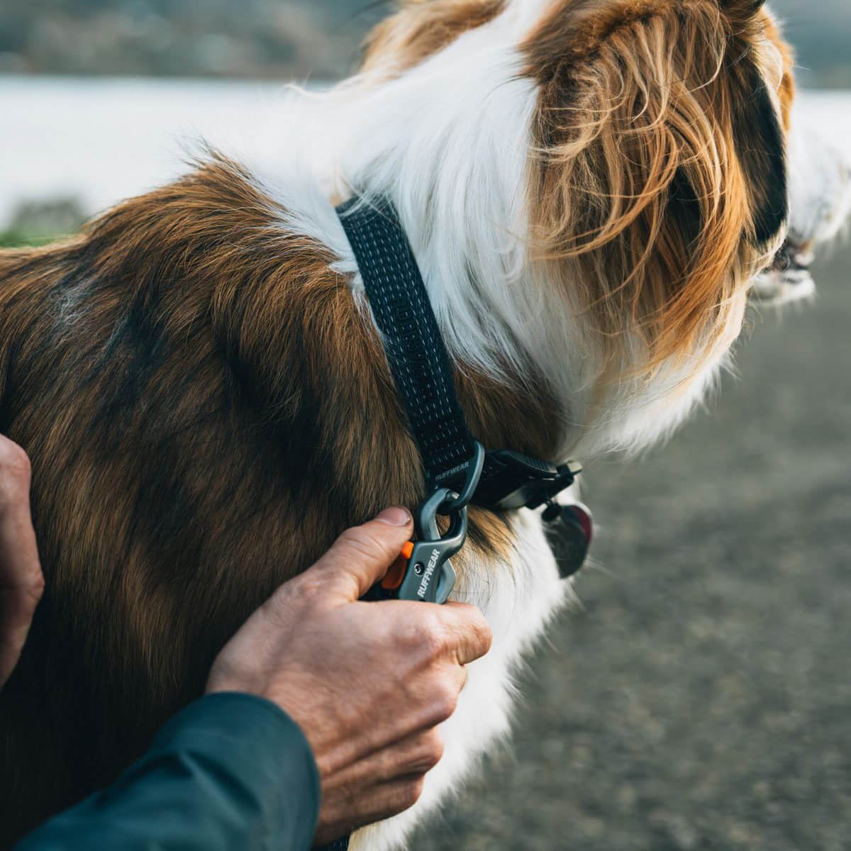 Ruffwear Ridgeline Dog Collar (Obsidian Black)