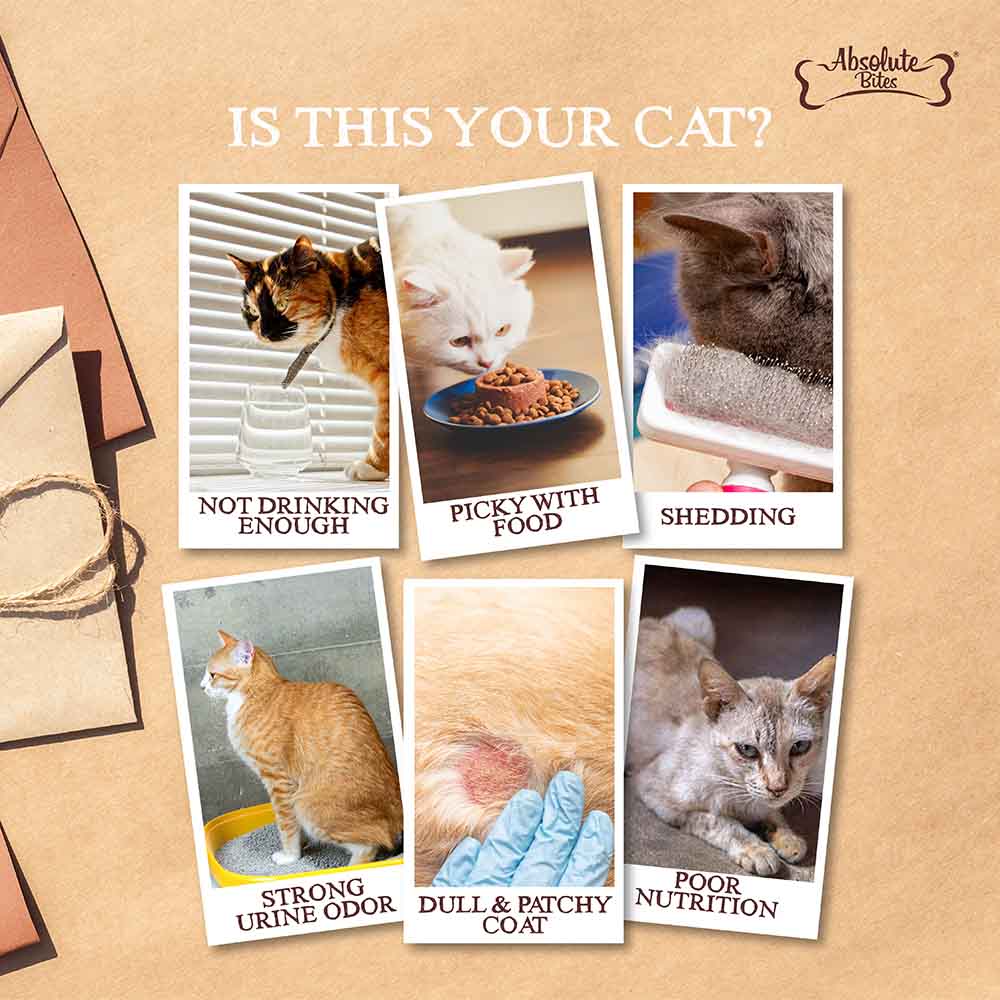 Absolute Bites Wild Age Rabbit Complete & Balanced Diet Canned Cat Food 80g - Box of 6