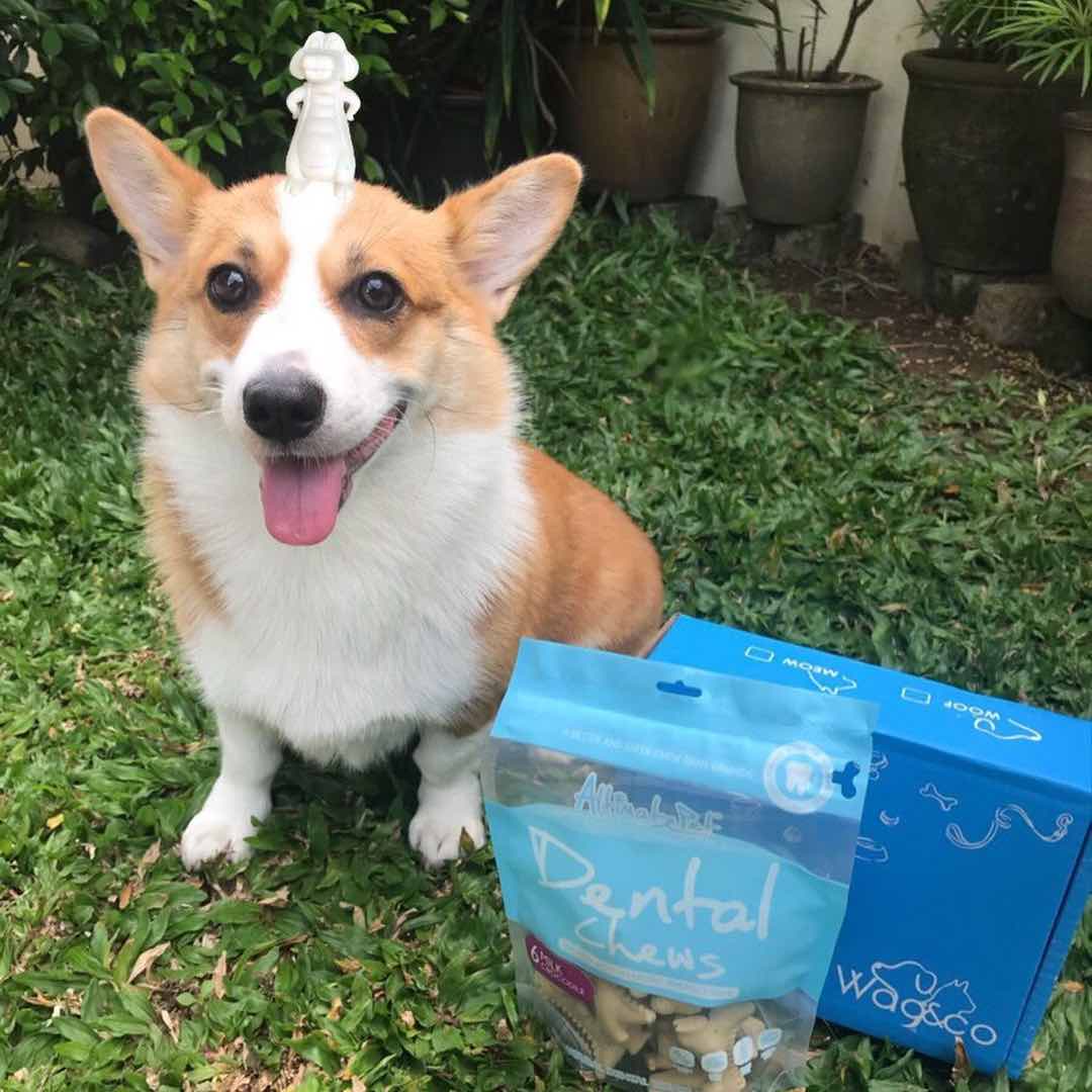 Altimate Pet Dental Dog Treats