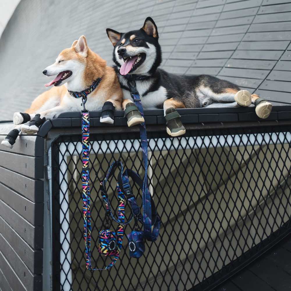 Boss & Olly Dog Accessories