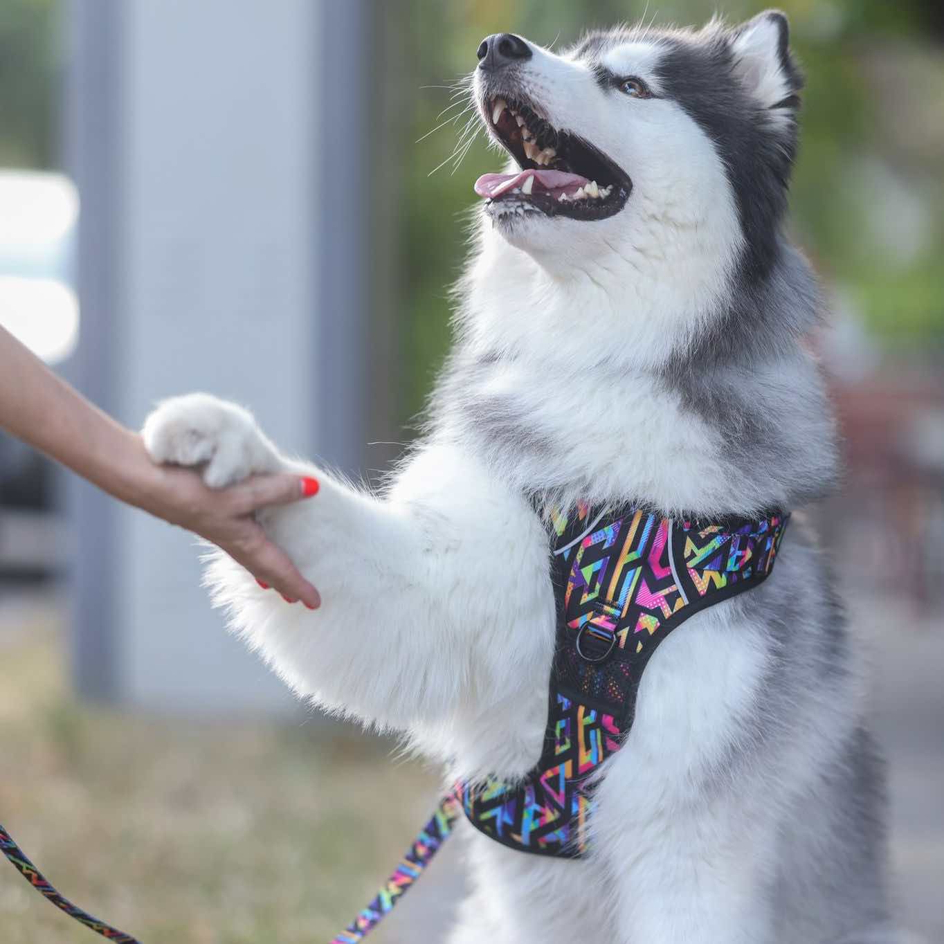 Boss & Olly Active Dog Harness — Quality Harnesses That Fit Like A Glove!