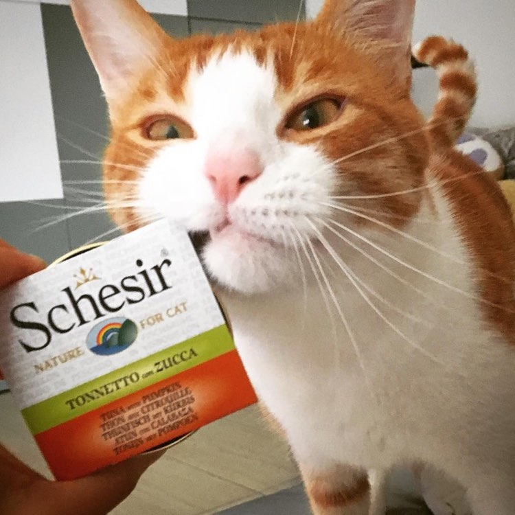 Choose Quality, Choose Schesir