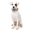 FuzzYard Bubblegum Burst Dog Collar