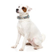 FuzzYard Carioca Dog Collar