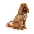 FuzzYard Carioca Step-In Dog Harness