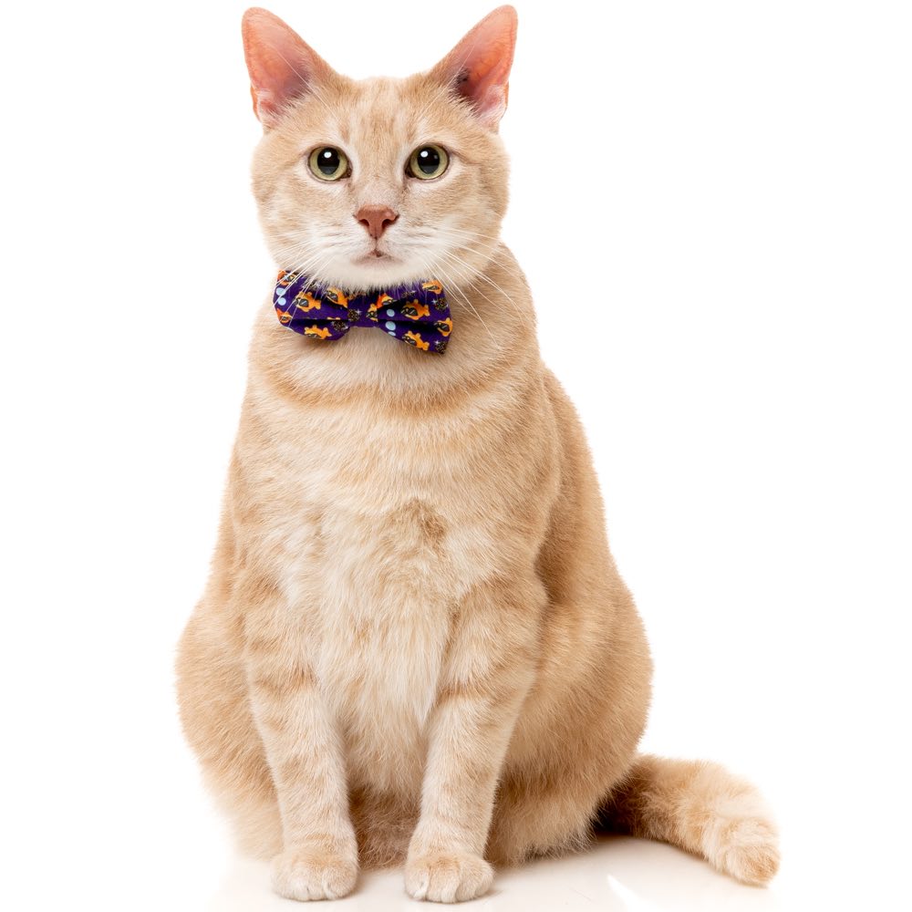 FuzzYard Cat Collar, Bandana & Bowtie Fashion Pack (Caturday Night Fever)