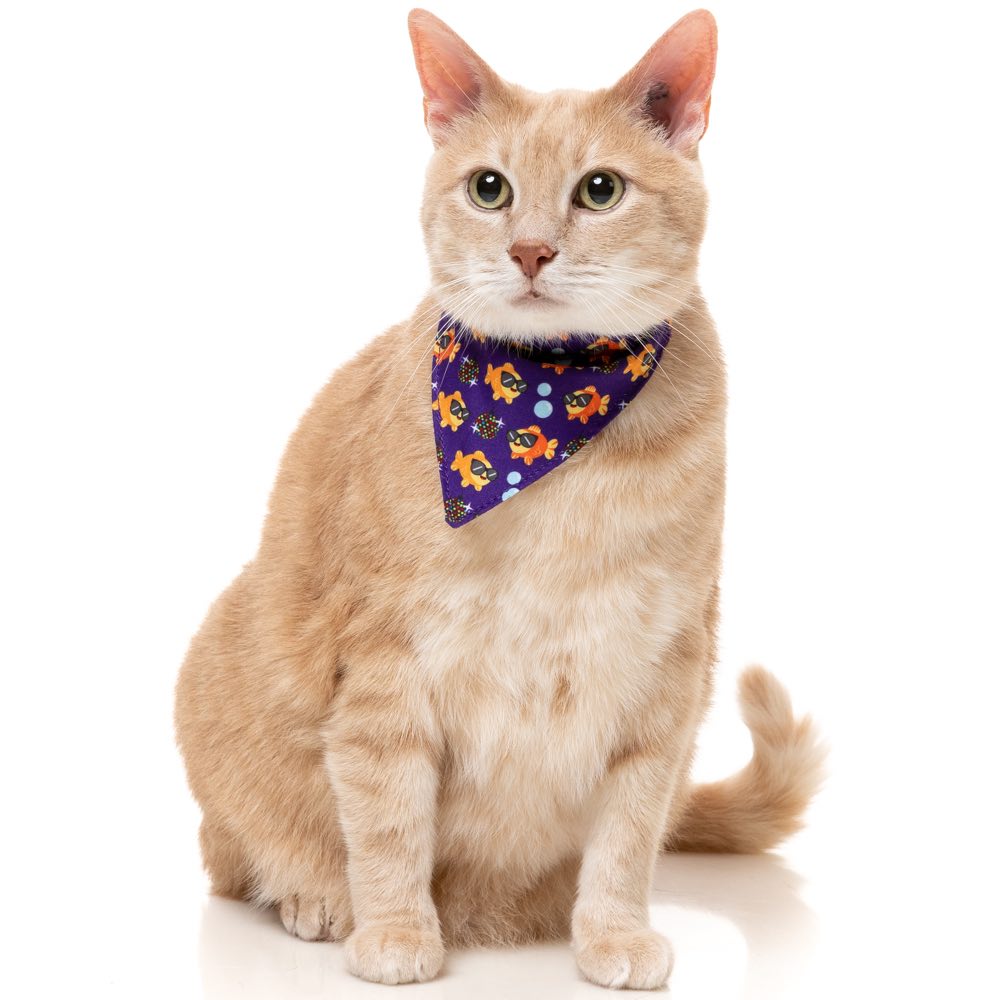 FuzzYard Cat Collar, Bandana & Bowtie Fashion Pack (Caturday Night Fever)