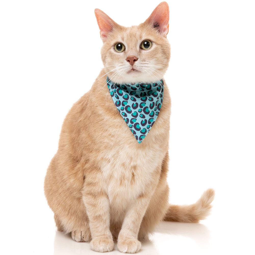 FuzzYard Cat Collar, Bandana & Bowtie Fashion Pack (Wild One Aqua)