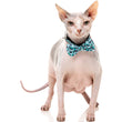 FuzzYard Cat Collar, Bandana & Bowtie Fashion Pack (Wild One Aqua)