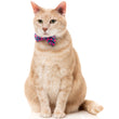 FuzzYard Cat Collar, Bandana & Bowtie Fashion Pack (Wild One Bubblegum)