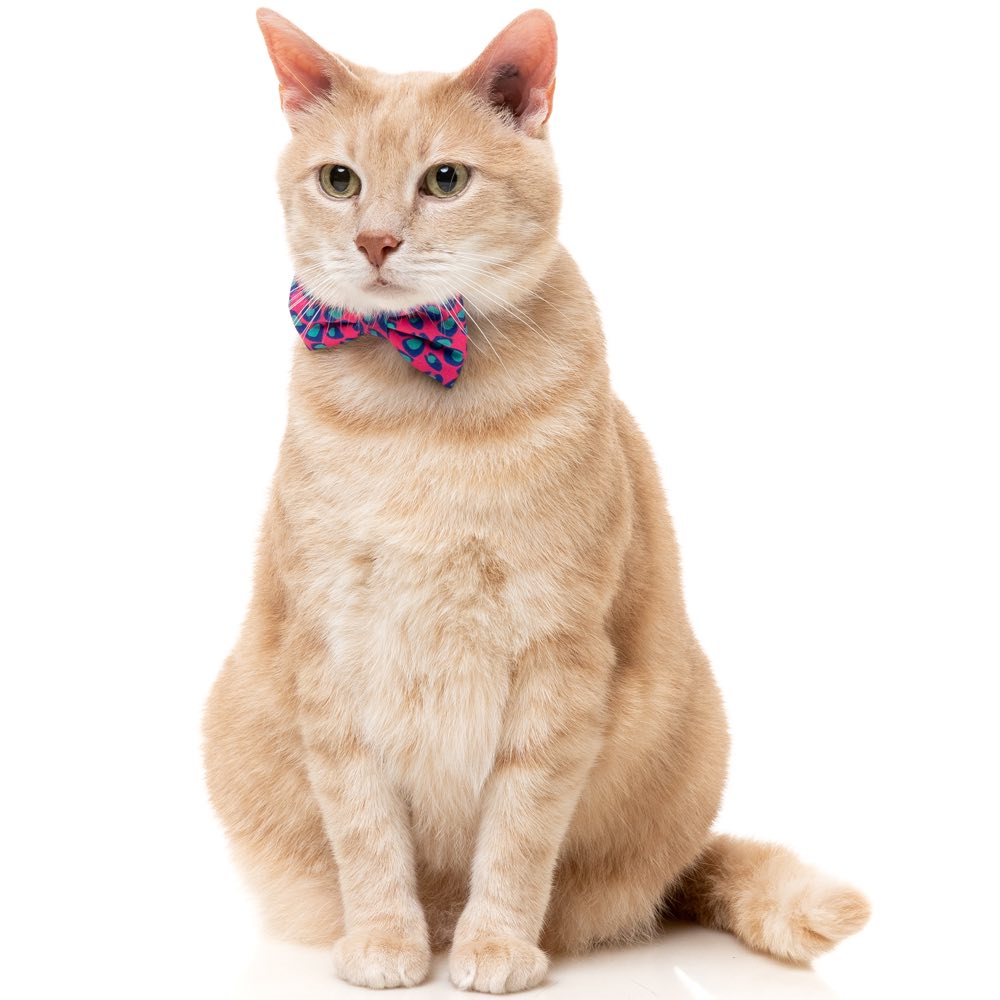 FuzzYard Cat Collar, Bandana & Bowtie Fashion Pack (Wild One Bubblegum)