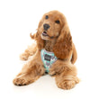 FuzzYard Mint Fizz Step-In Dog Harness