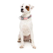 FuzzYard Pink Lemonade Dog Collar