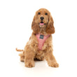 FuzzYard Thornbury Brick Red Step-In Dog Harness