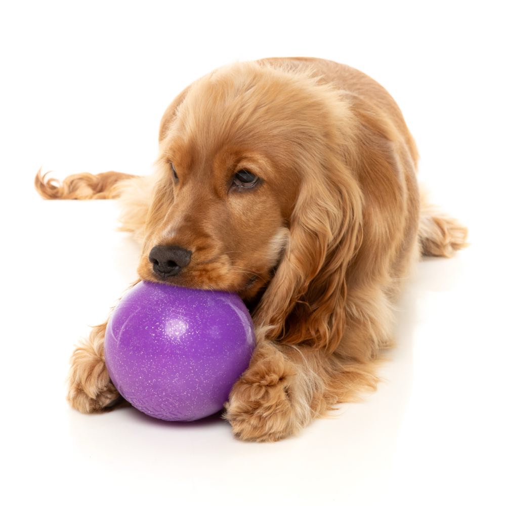 FuzzYard Truth Tellin' Interactive Treat Ball Dog Toy