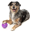 FuzzYard Truth Tellin' Interactive Treat Ball Dog Toy