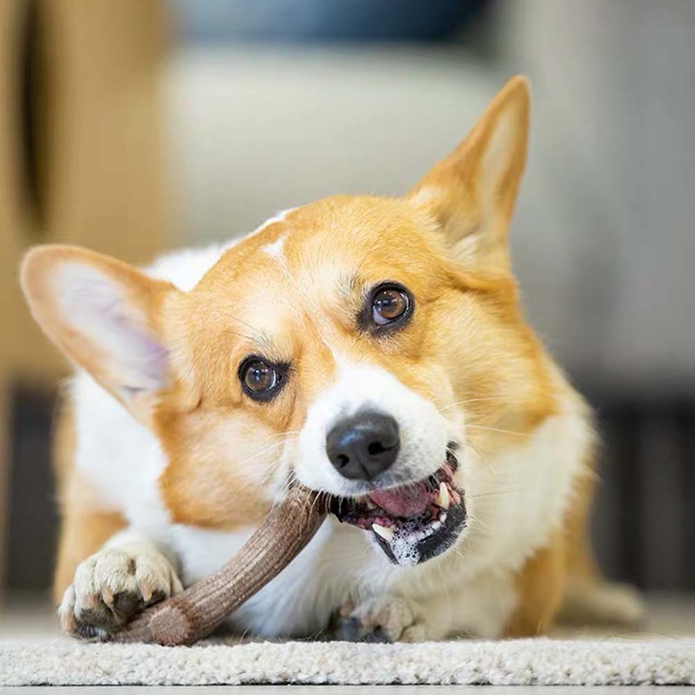 GiGwi Chewing & Teething Dog Toys — For The Dogs That Love To Gnaw All Day Long!