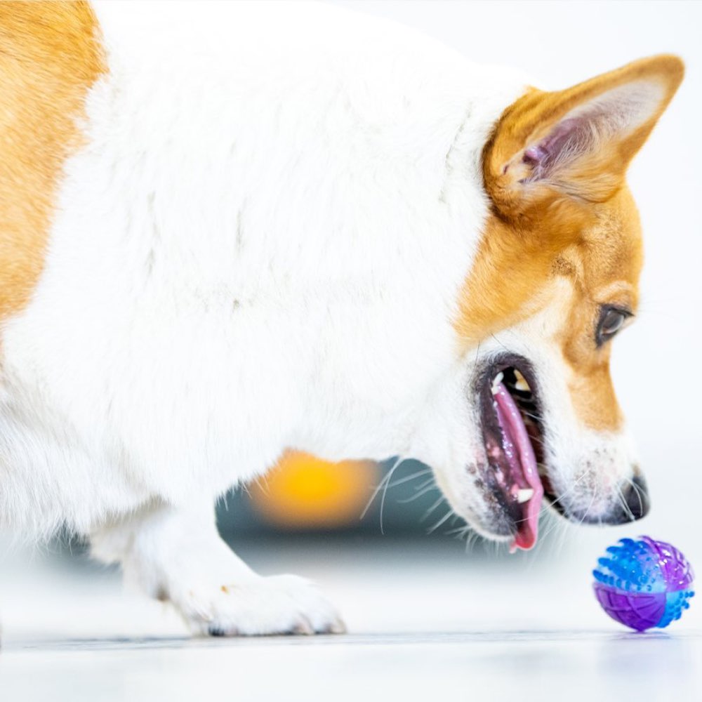 KOHE-VERSARY 10% OFF: GiGwi Squeaky Rugby Ball Dog Toy