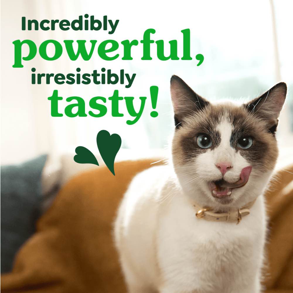 $2 OFF: Greenies Oven Roasted Chicken Flavor Dental Cat Treats 2.1oz