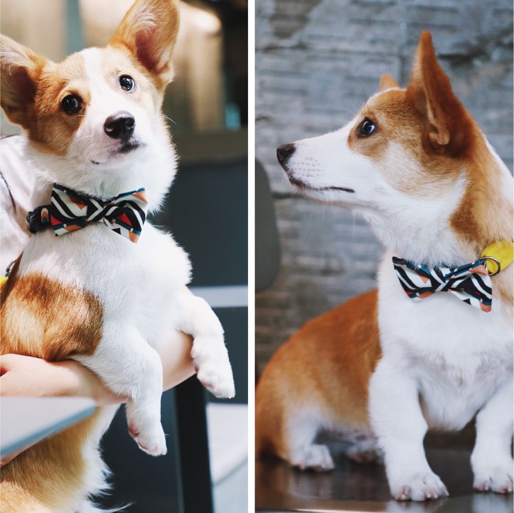 HiDREAM Cat & Dog Bowties