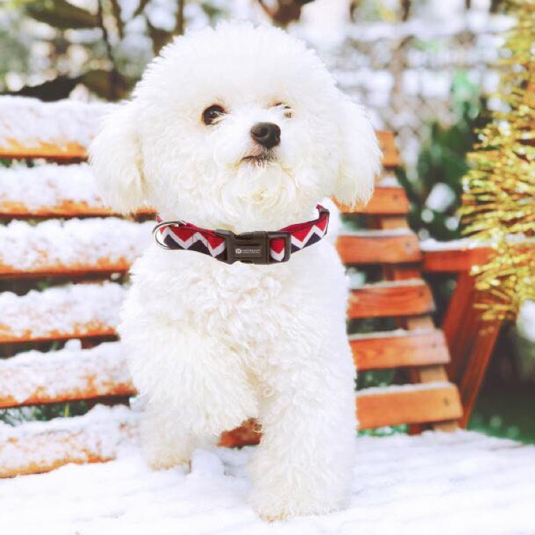 HiDREAM Mini Dog Collar, Harness & Leash Sets