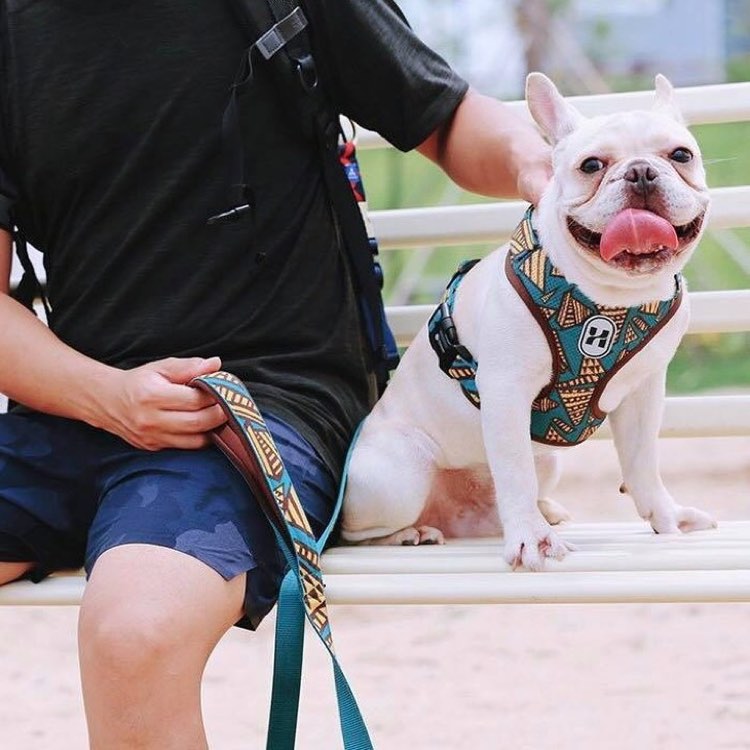 HiDREAM Dog Harnesses