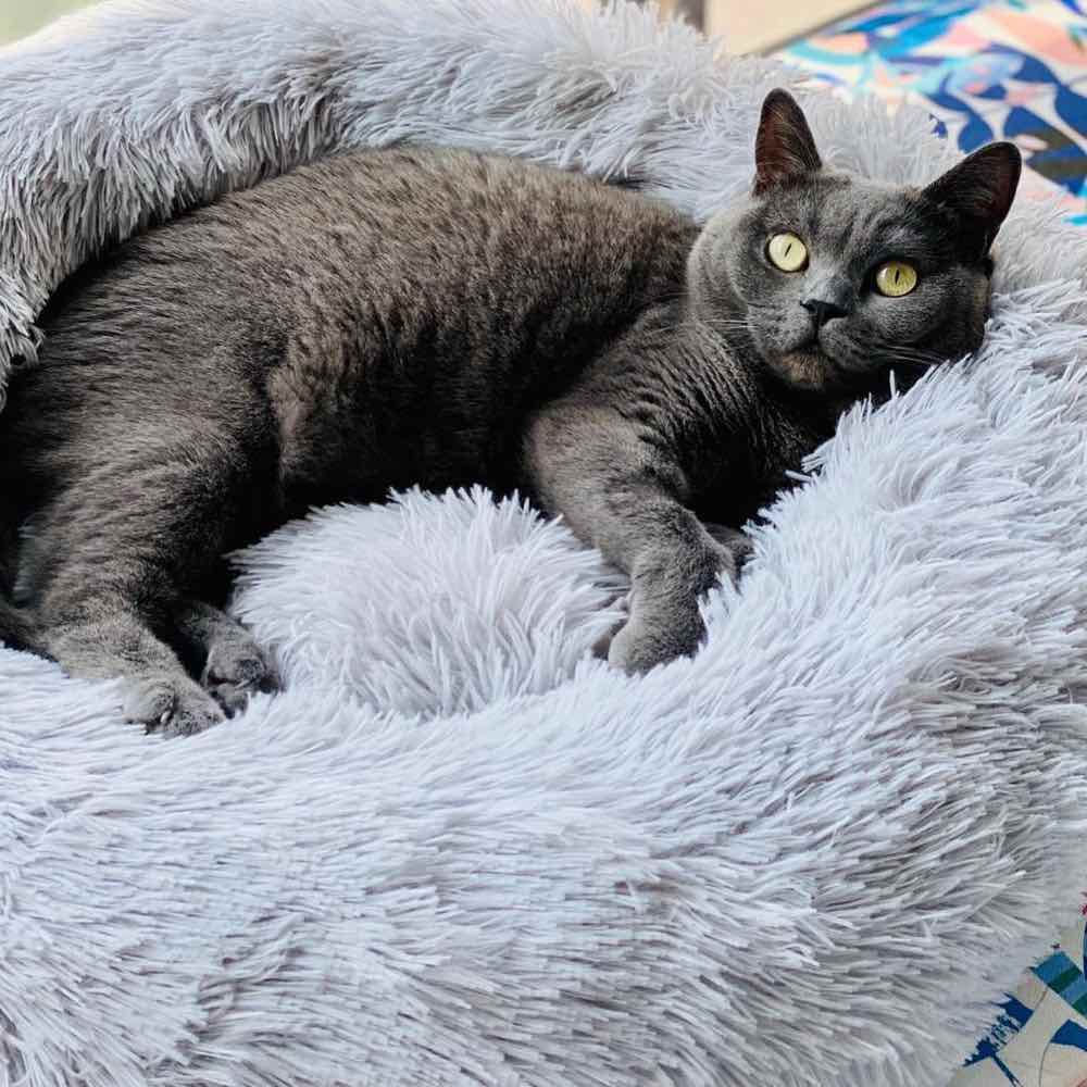 M-Pets Cat Accessories — Essential Cat Products & So Much More!