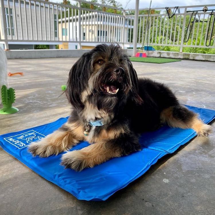 M-Pets Frozen Cooling Mat For Dogs — Beat The Heat In Singapore!