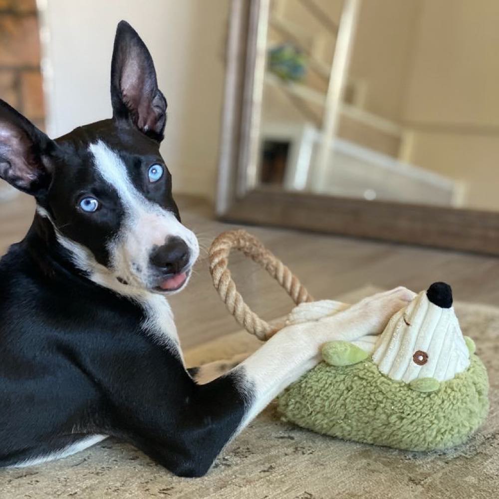 M-Pets Eco Dog Collection — Eco-Friendly Products Made From Recycled Plastic!