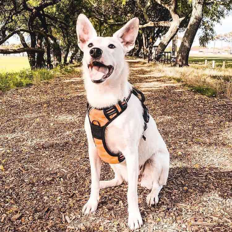 M-Pets Hiking Dog Accessories — Designed For The Active Dog & Owner