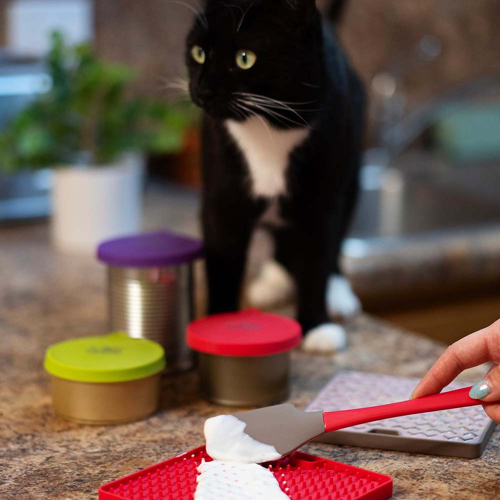 Messy Cats Bowls, Feeders & Accessories — Essentials Every Cat Household Needs!
