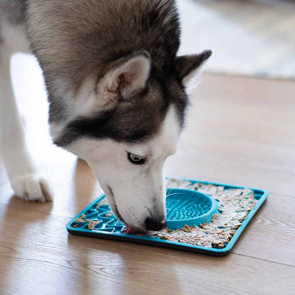 Messy Mutts Feeding Accessories — Lick Mats, Treat Moulds, Lids & More!