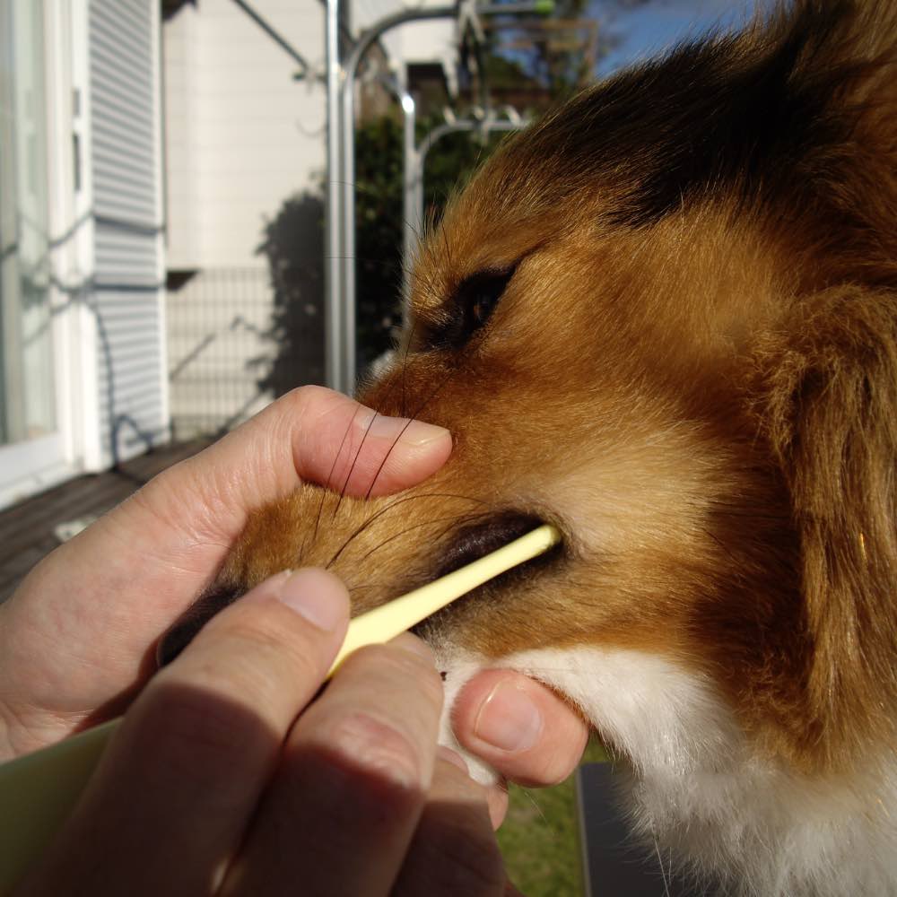 10% OFF: Mind Up Kenko Care Soft Toothbrush Large Head For Dogs