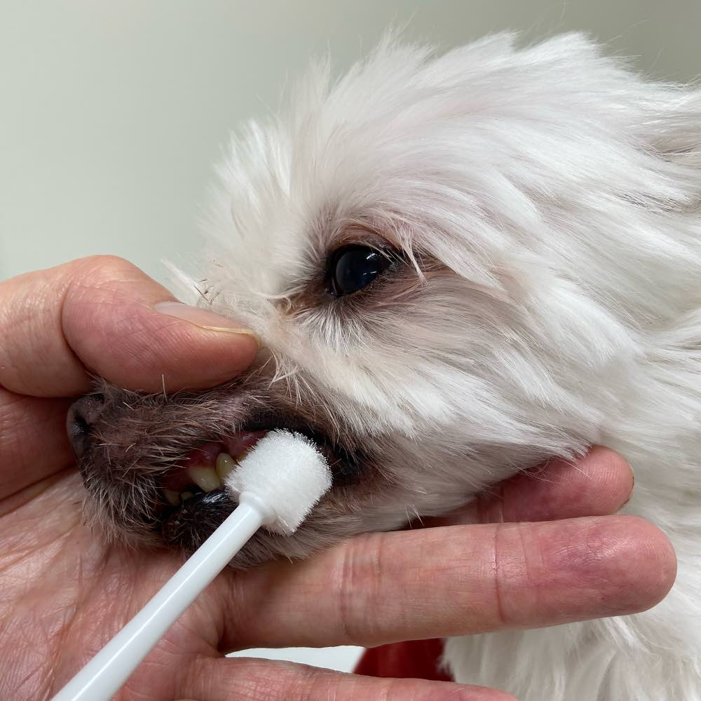 10% OFF: Mind Up Kenko Care Toothbrush Cylinder Head For Dogs