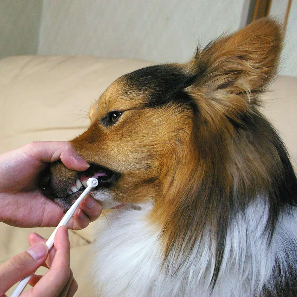 10% OFF: Mind Up Kenko Care Toothbrush Detachable Round Head For Dogs