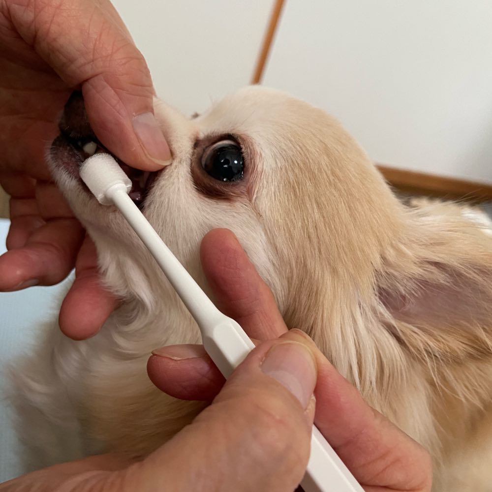 10% OFF: Mind Up Kenko Care Toothbrush Slim Cylinder Head For Dogs