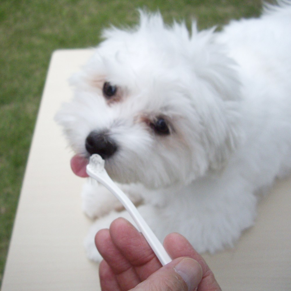 10% OFF: Mind Up Kenko Care Toothbrushing Liquid For Dogs 30ml