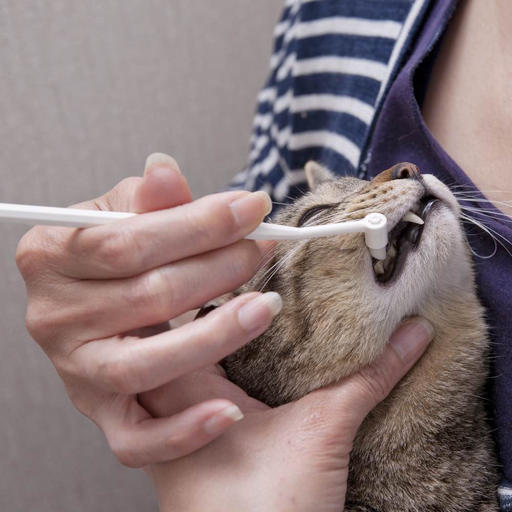 10% OFF: Mind Up Nyanko Care Tooth Cleaner For Cats