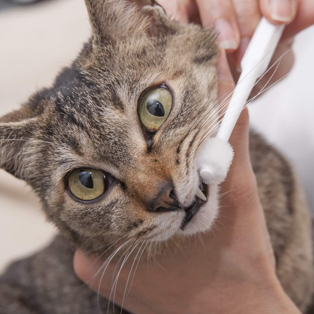 10% OFF: Mind Up Nyanko Care Toothbrush Cylinder Head For Cats