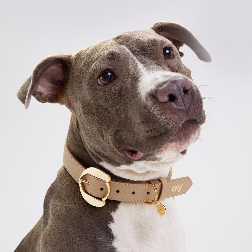 Moshiqa Leather Dog Collars — Simple & Chic, Timeless Classics