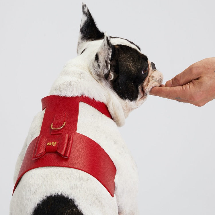 Moshiqa Leather Dog Harnesses — Stand Out From The Crowd