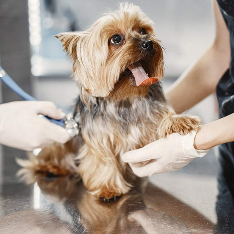 Pawlyclinic — Veterinary Care Right At Your Fingertips