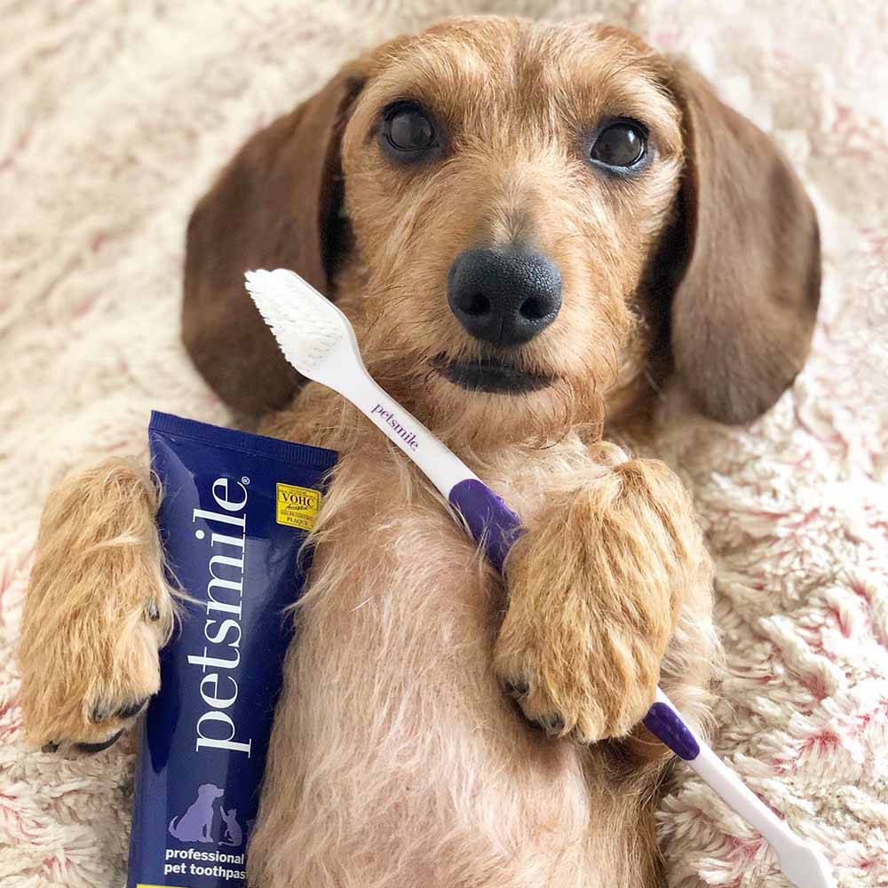 Petsmile Professional Toothbrush For Cats & Dogs — The Perfect Pairing
