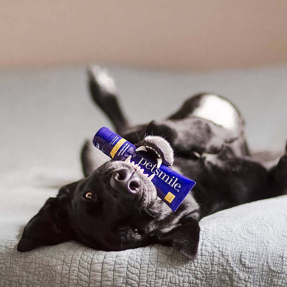 Petsmile Professional Toothpaste for Cats & Dogs — How Does It Work?